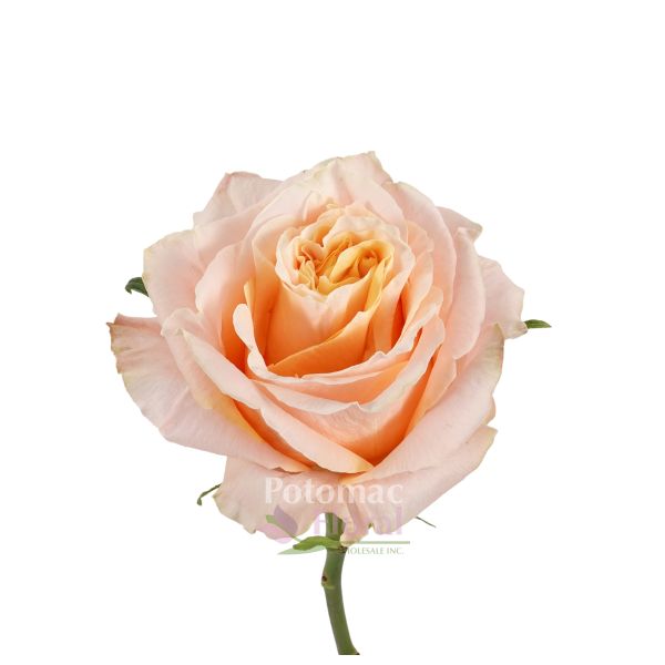Bulk Rose - Peach - Minimum 40 cm - Potomac Floral Wholesale